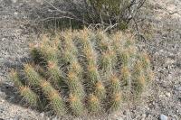 pa_1407_echinocereus_stramineus.jpg