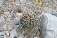 pa_1408_coryphantha_difficilis.jpg