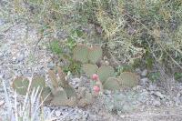 pa_1409_opuntia_microdasys.jpg