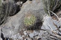 pa_140_thelocactus_conothelos_var._aurantiacus.jpg