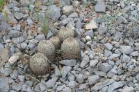 pa_1410_coryphantha_sp..jpg