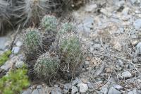 pa_1411_neolloydia_conoidea.jpg