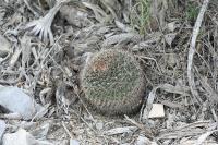 pa_1415_mammillaria_sp..jpg