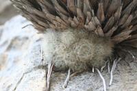 pa_1416_mammillaria_plumosa.jpg