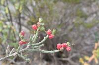 pa_1417_cylindropuntia_leptocaulis.jpg