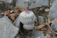 pa_1418_epithelantha_pachyrrhiza.jpg