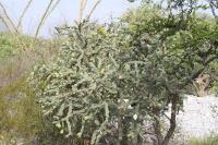 pa_1419_cylindropuntia_imbricata.jpg