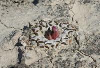 pa_1420_ariocarpus_kotschoubeyanus.jpg
