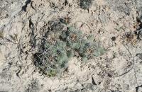 pa_1421_coryphantha_macromeris.jpg