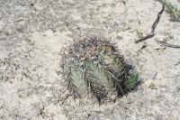 pa_1422_echinocactus_horizonthalonius.jpg