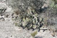 pa_1423_opuntia_microdasys.jpg