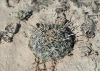 pa_1424_coryphantha_sp..jpg
