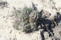 pa_1425_echinocereus_enneacanthus.jpg