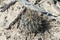 pa_1427_ancistrocactus_scheeri.jpg