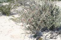 pa_1428_cylindropuntia_leptocaulis.jpg