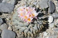 pa_1429_ariocarpus_retusus.jpg