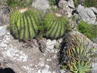 pa_142_echinocactus_platyacanthus.jpg