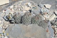 pa_1430_coryphantha_pseudoechinus.jpg