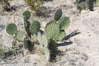 pa_1431_opuntia_sp..jpg