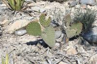 pa_1432_opuntia_microdasys.jpg