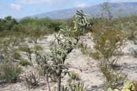 pa_1433_opuntia_imbricata.jpg