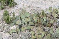 pa_1434_opuntia_sp..jpg