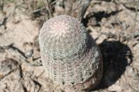 pa_1435_echinocereus_pectinatus.jpg