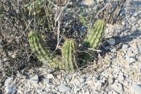 pa_1436_echinocereus_stramineus.jpg