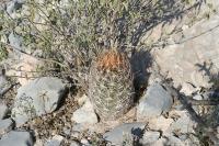 pa_1437_thelocactus_bicolor.jpg