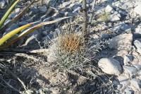 pa_1438_ancistrocactus_scheeri.jpg