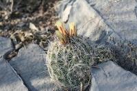 pa_1440_coryphantha_pseudoechinus.jpg