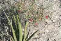 pa_1441_cylindropuntia_leptocaulis.jpg