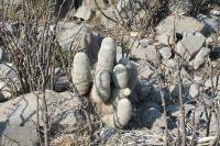 pa_1442_echinocereus_pectinatus.jpg