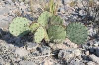 pa_1443_opuntia_sp..jpg