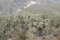 pa_1444_cylindropuntia_imbricata.jpg