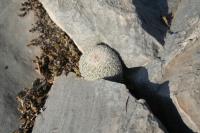 pa_1445_epinthelantha_greggii.jpg