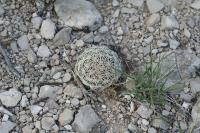pa_1448_coryphantha_sp..jpg