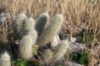 pa_1449_echinocereus_stramineus.jpg
