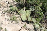 pa_1450_oppuntia_sp..jpg