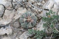 pa_1451_echinocactus_horizonthalonius.jpg