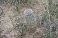 pa_1452_echinocereus_pectinatus.jpg