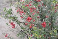 pa_1453_cylindropuntia_leptocaulis.jpg
