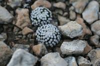 pa_1454_mammillaria_luethyi.jpg
