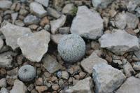pa_1455_epithelantha_greggii.jpg