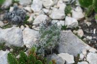 pa_1456_neolloydia_conoidea.jpg