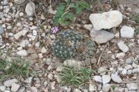 pa_1459_mammillaria_heyderi.jpg