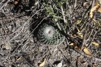 pa_145_mammillaria_formosa.jpg