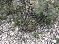 pa_1460_glandulicactus_uncinatus_var._wrightii.jpg