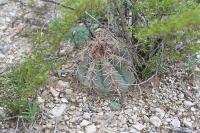 pa_1461_echinocactus_horizonthalonius.jpg