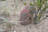pa_1462_echinocereus_pectinatus.jpg